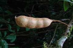 Archidendron nielsenianum